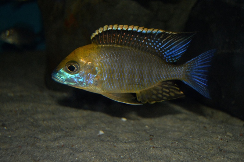 Lethrinops sp. 'yellow collar' Harbour Island